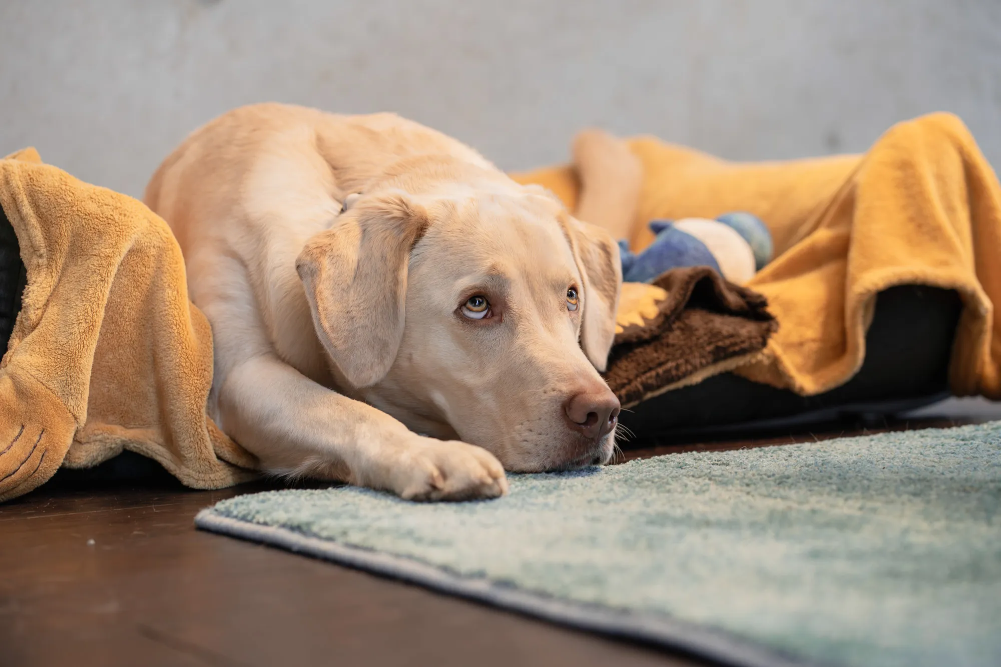Bürohund der KMH blickt nach oben